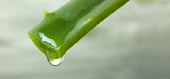 L'extrait d'aloe vera est-il bon pour vous